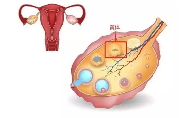 郑州看哪个不孕不育医院好？确诊多囊卵巢需要做什么检查?